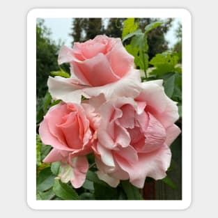 David Austin Pink Roses Sticker